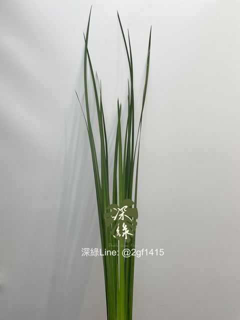 image_1F309663-3915-42C1-BD55-83DCFA332567_1743633240