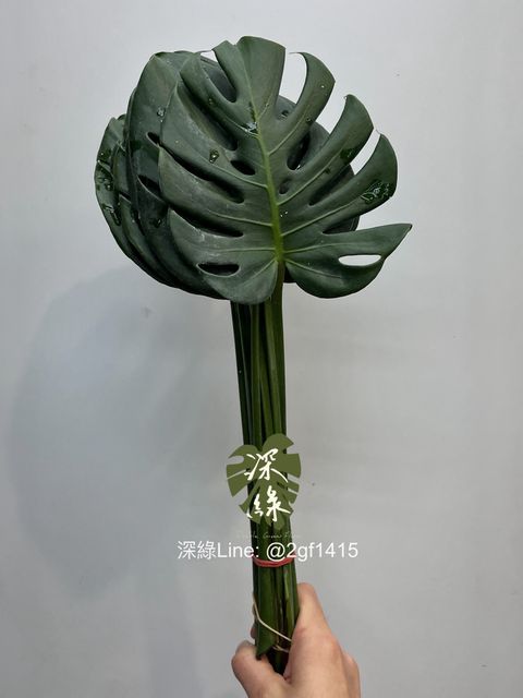 image_B259A8FD-CDD7-4A4F-95D3-10969BBE6791_1747291755