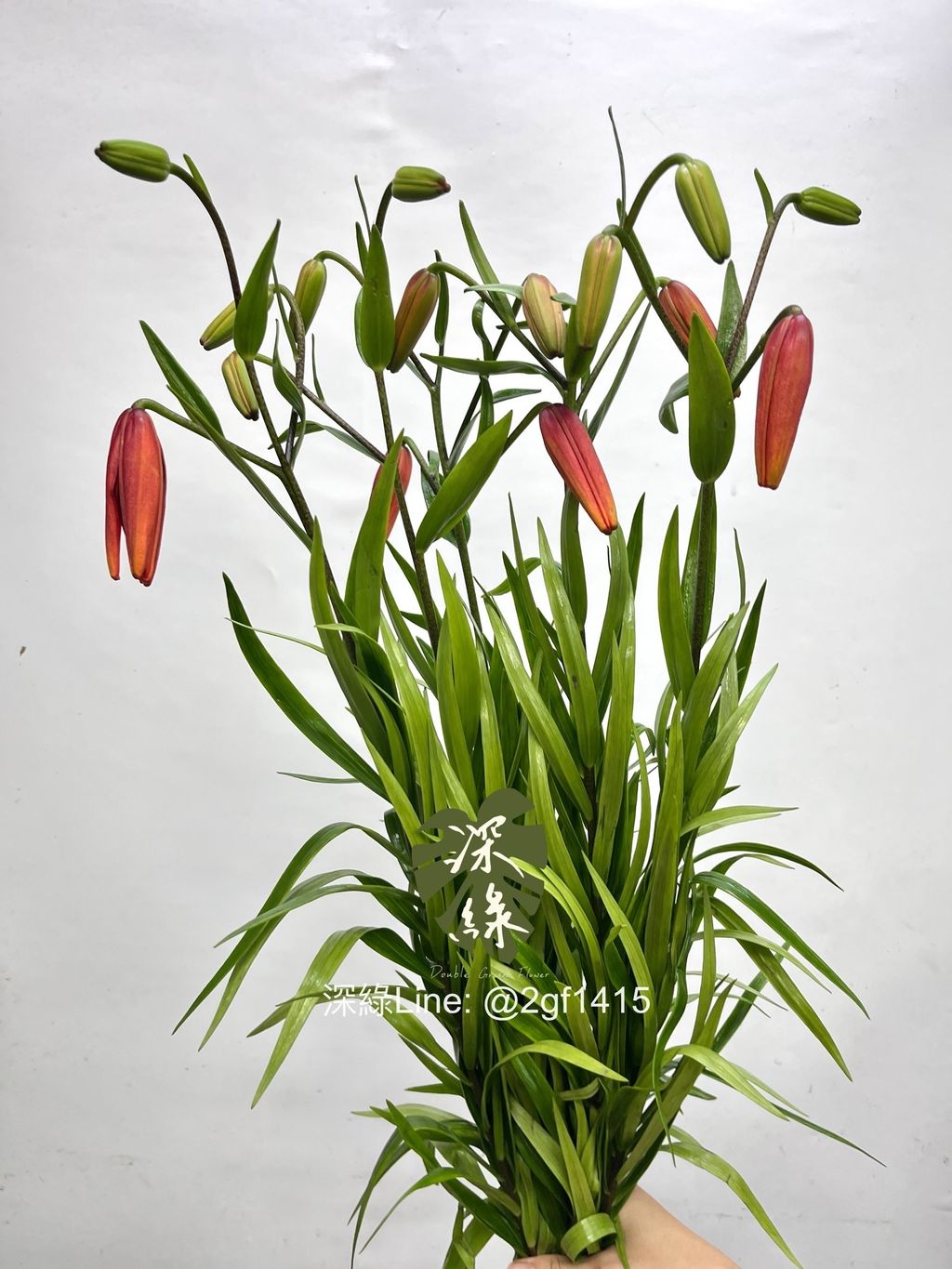 image_9D61A063-B5BD-44FD-A15B-05A89AC85DFA_1747642783