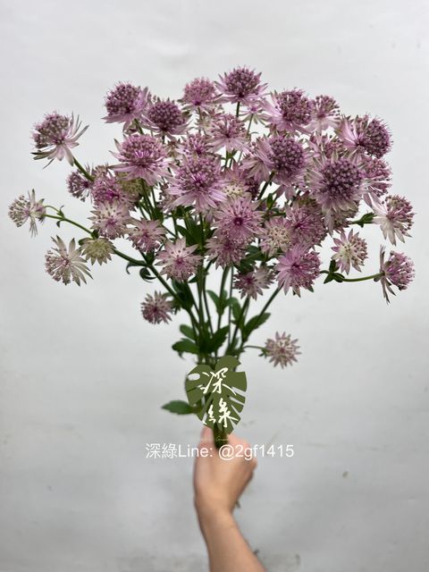 image_CADB12A2-88EF-4034-B6E4-AC66692D1A9A_1747660123
