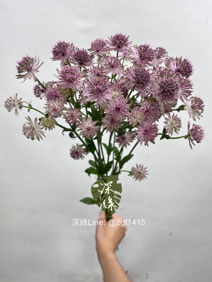 image_CADB12A2-88EF-4034-B6E4-AC66692D1A9A_1747660123