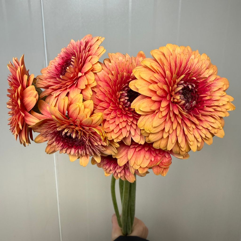 image_830EAD43-4776-4B93-AC19-BB816423B499_1747725638