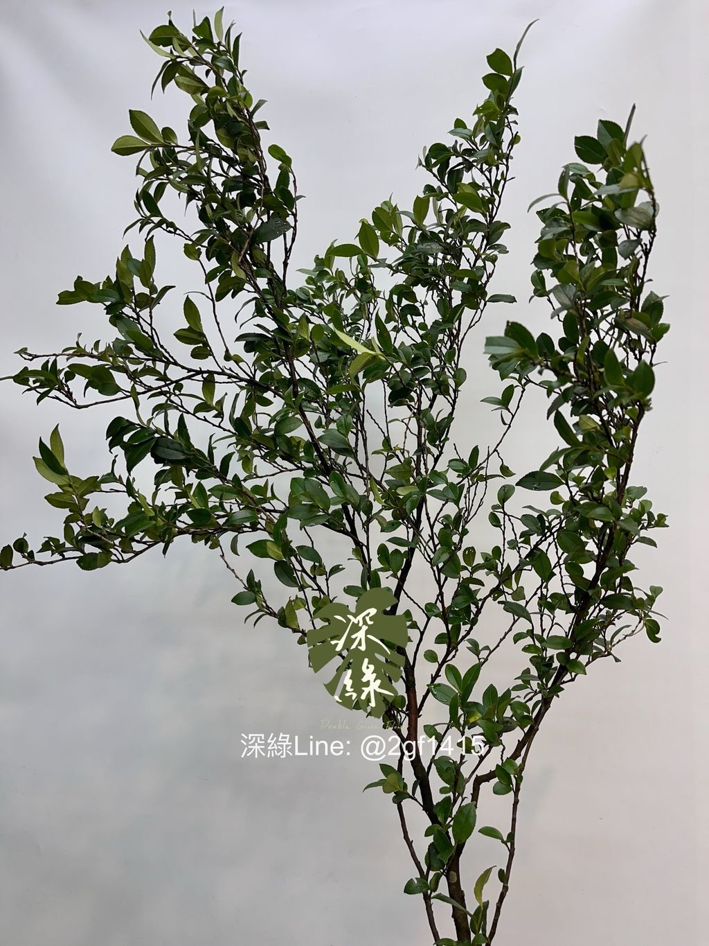 image_6AF60B79-FEC4-4C37-8721-FAC926A3D2B5_1747284186