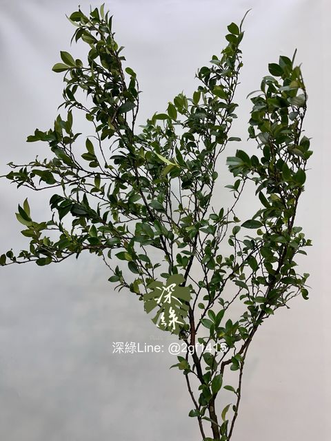 image_6AF60B79-FEC4-4C37-8721-FAC926A3D2B5_1747284186