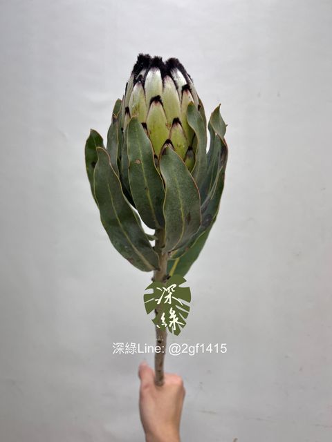 image_1024272E-81CD-4AC1-8881-399DEF6AE8C7_1747974372