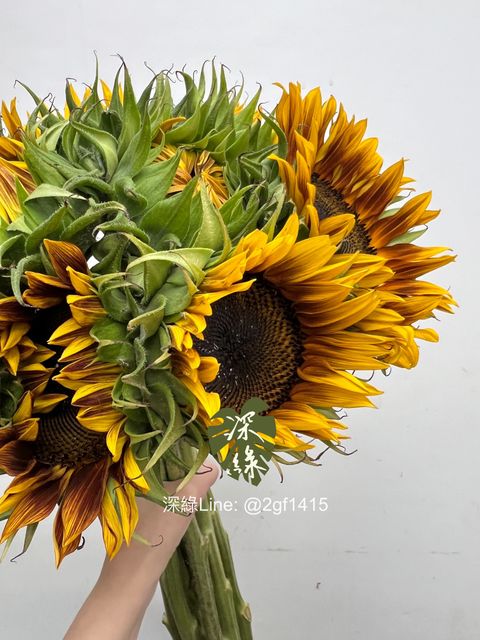 image_AEF29FD5-4DC9-4021-8DCE-AA3E42821EF8_1748235011