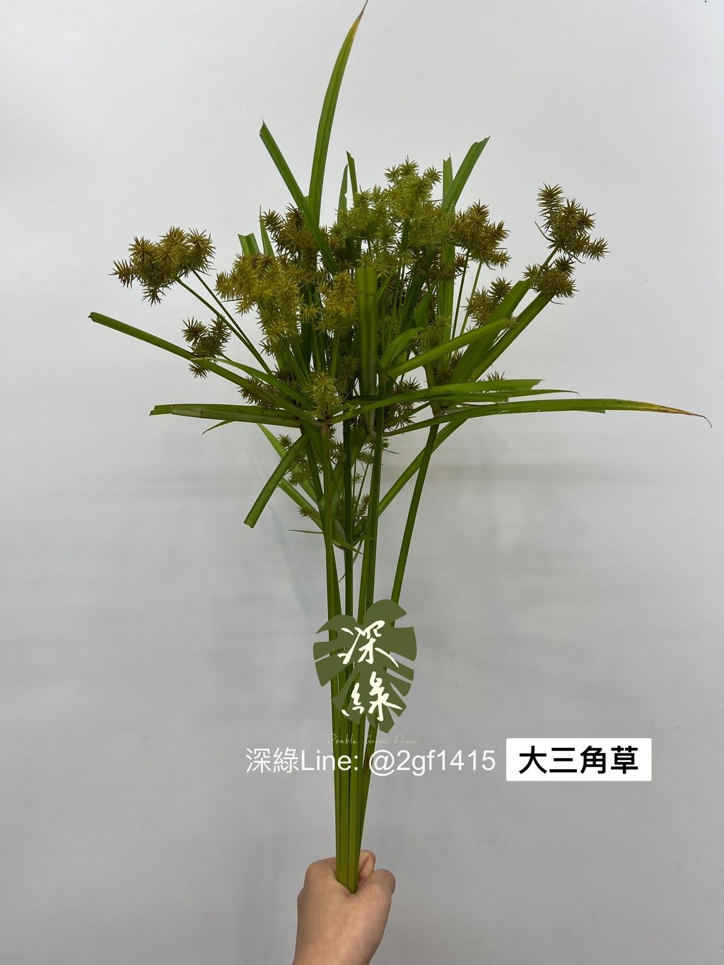 IMG_2261-1715679481127