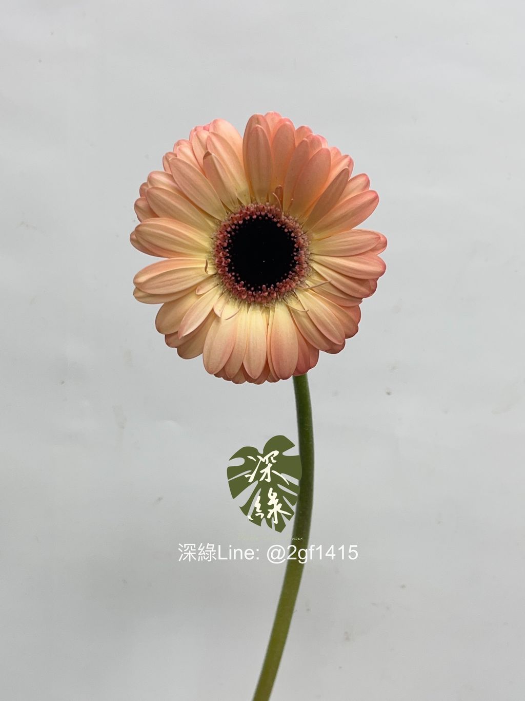 image_36DA194E-7F0F-4901-B7C3-0BAC3B53D159_1748320760