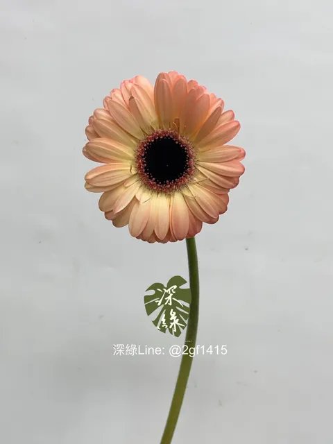 image_36DA194E-7F0F-4901-B7C3-0BAC3B53D159_1748320760