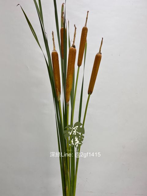 image_AA8F249F-D0CC-480A-A5F9-EBF1E1E42276_1748404732