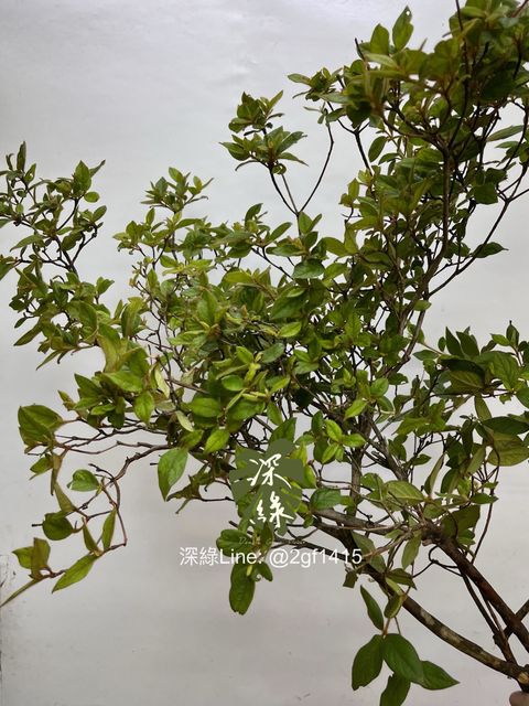 image_99B4FE0B-7DE0-462F-B62C-75F46160F092_1748404864