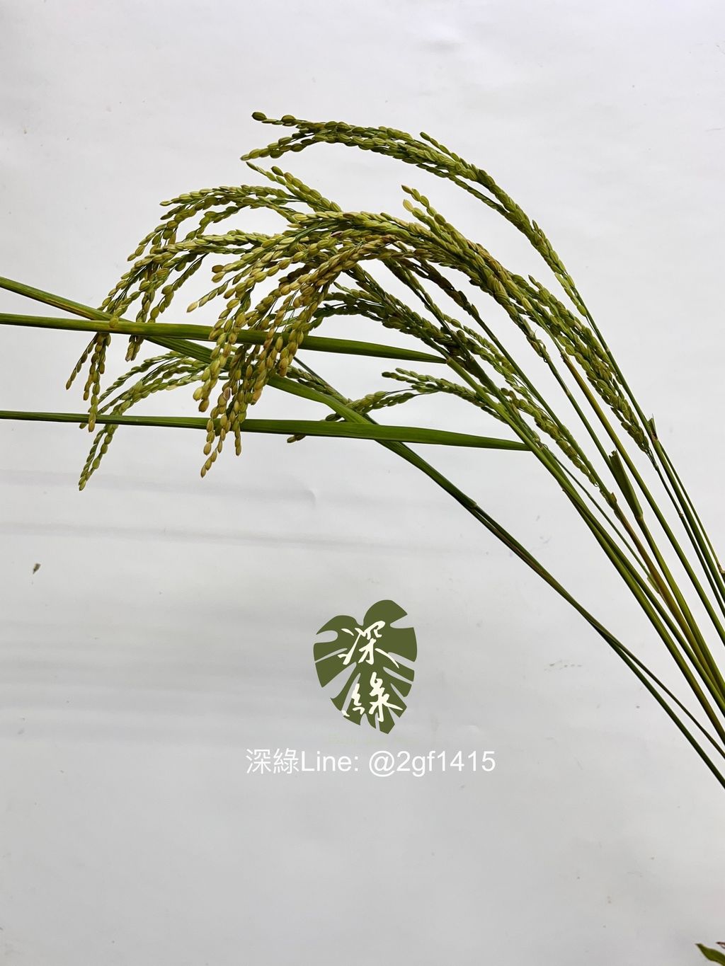 image_F85FB2CA-4246-4E73-BEF6-8E4175150E5D_1748569718