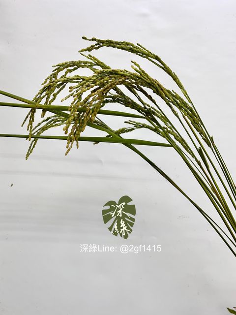 image_F85FB2CA-4246-4E73-BEF6-8E4175150E5D_1748569718