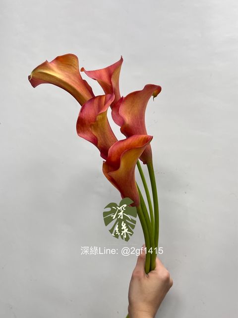 image_9112D2E3-0AC3-4C8B-BDD4-D7ED57BC56BF_1748842477