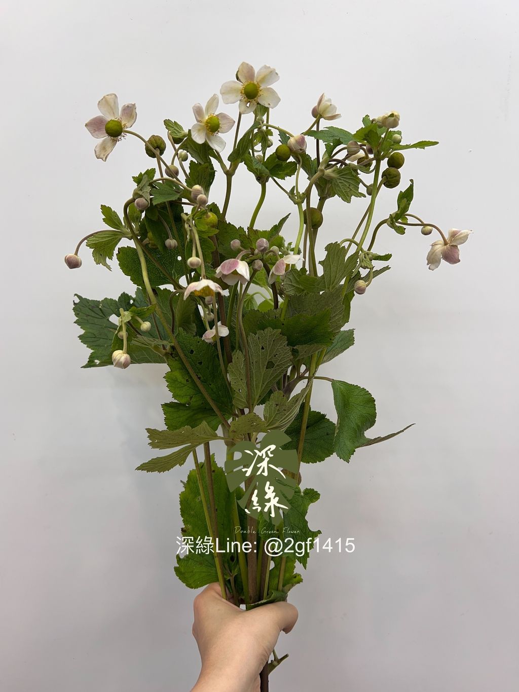eZy Watermark_05-06-2024_02-08-20-4880下午-1717567904569