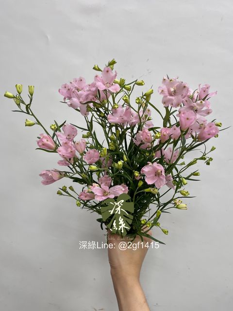 image_E3A22CF3-79FE-47C1-A4C9-AB7BB840464D_1749013099