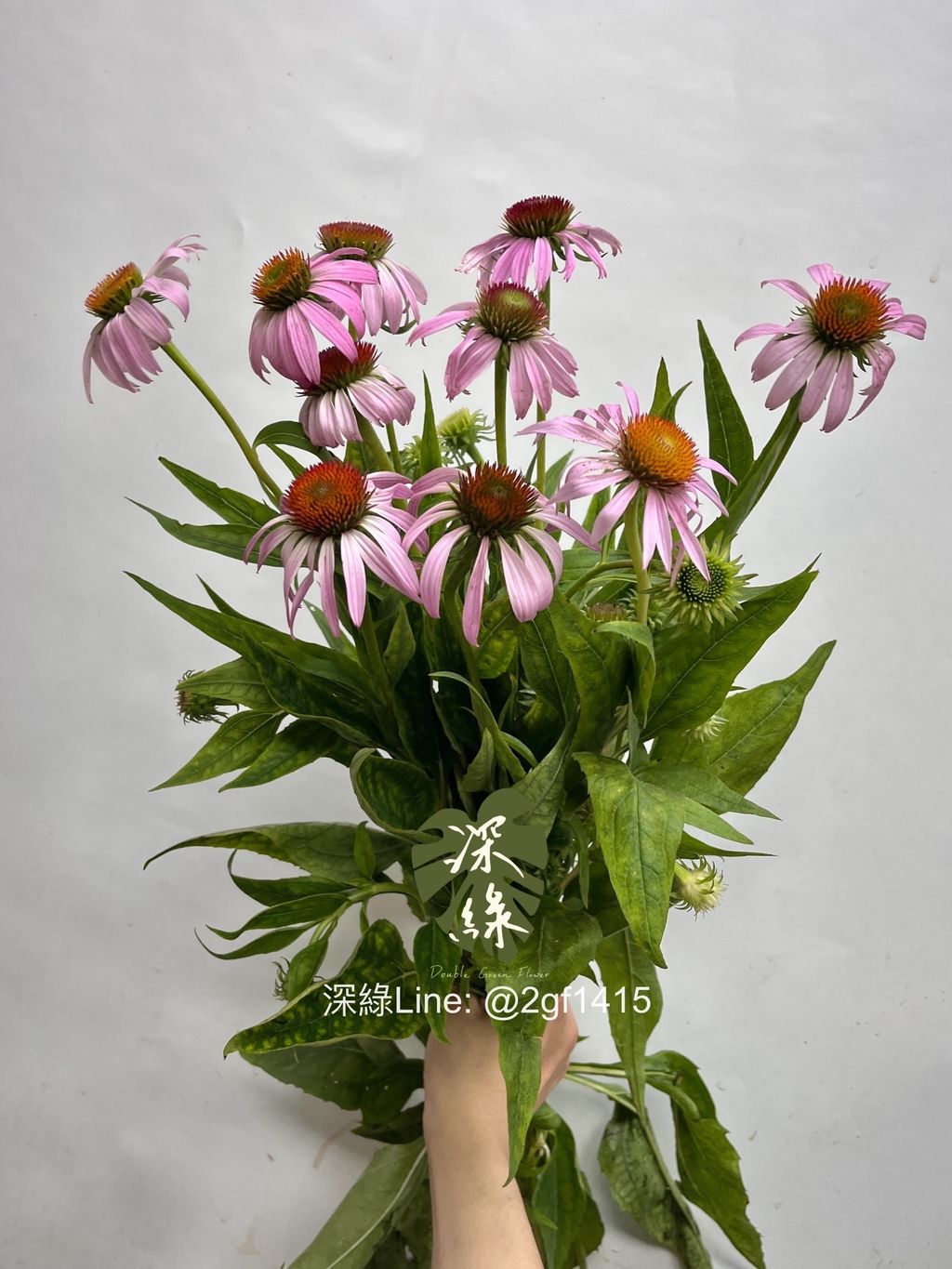 image_068CCF0C-3B39-4E8D-AA03-6B9C04CD76C9_1749013124