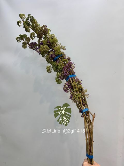 image_CCC26218-C79D-49D3-887B-424F9D279062_1749018959