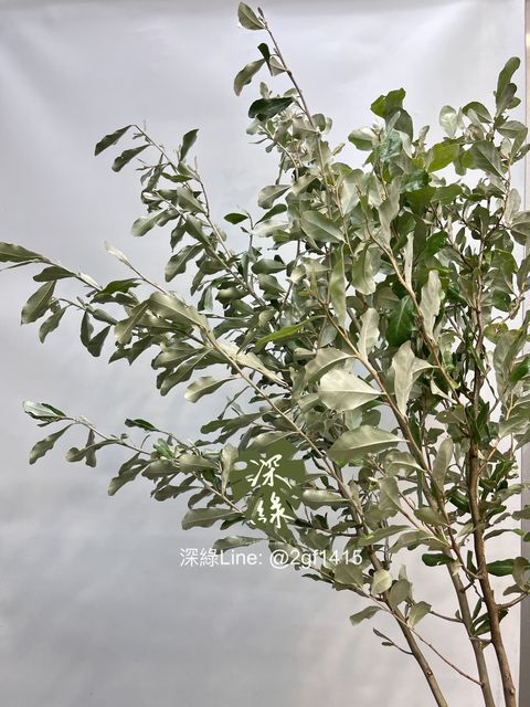 image_C3014541-7C37-4F72-A6BE-52F4240BBED2_1749019214