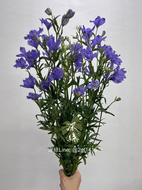 image_775F46FC-5842-46C6-9DE0-E0AFD75E3E54_1748321120