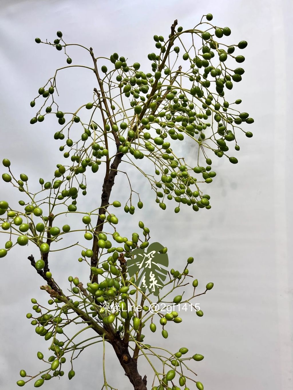 messageImage_1749543027903