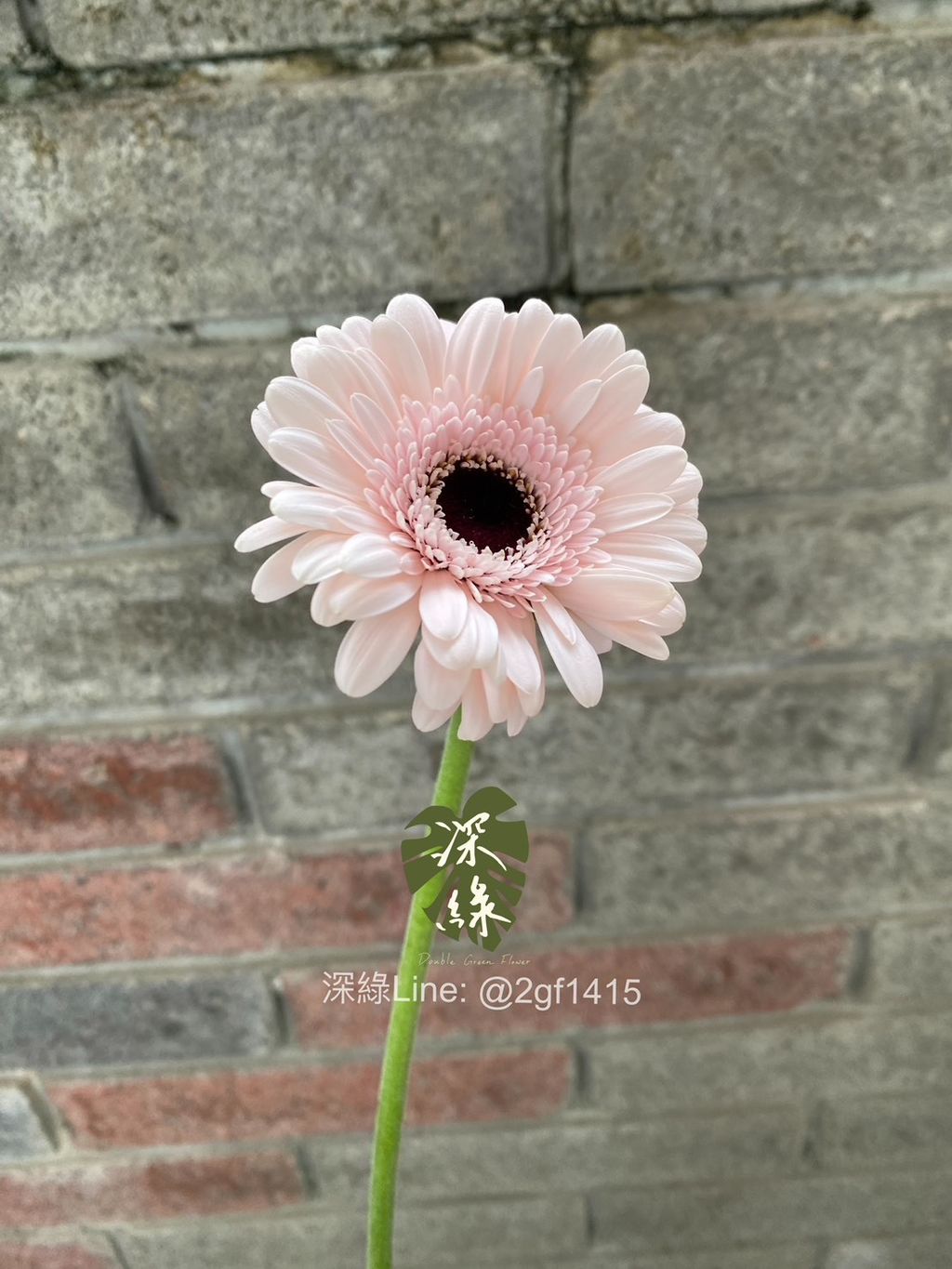 S__38330386_0