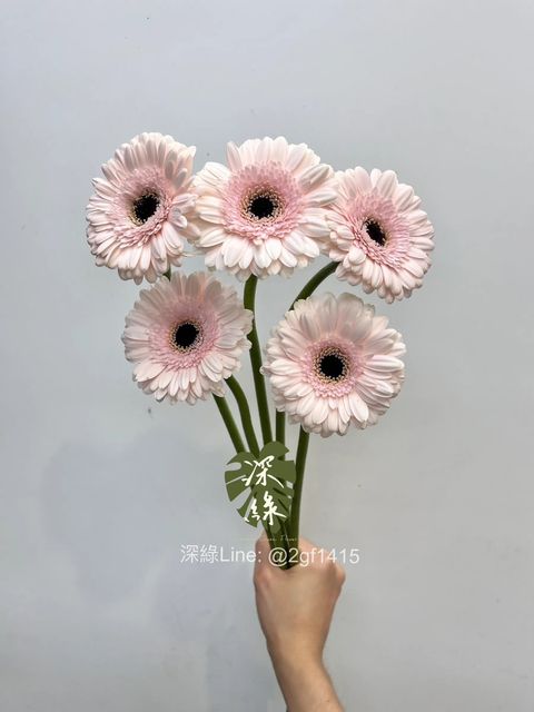 S__38330388