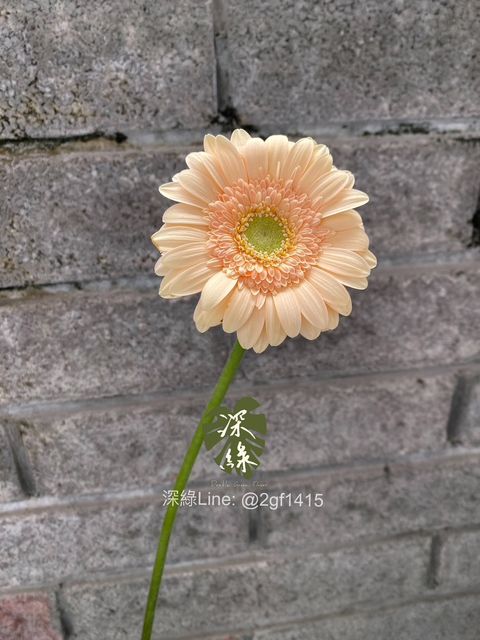 S__38330381_0