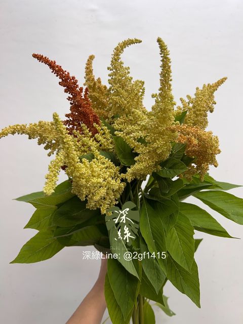 image_31C13EF2-555E-46CC-8047-73FCC866D862_1750322718