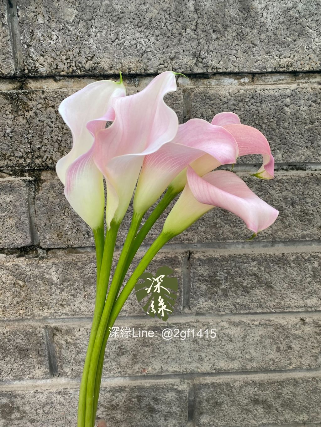 eZy Watermark_04-11-2024_08-00-05-7730下午-1730722855382