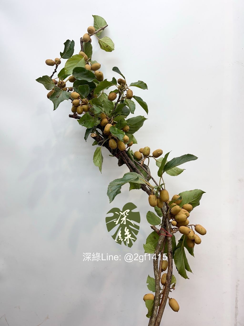 image_D6F246FA-0FFE-47C8-A2A1-AD59B59FAE99_1750846711