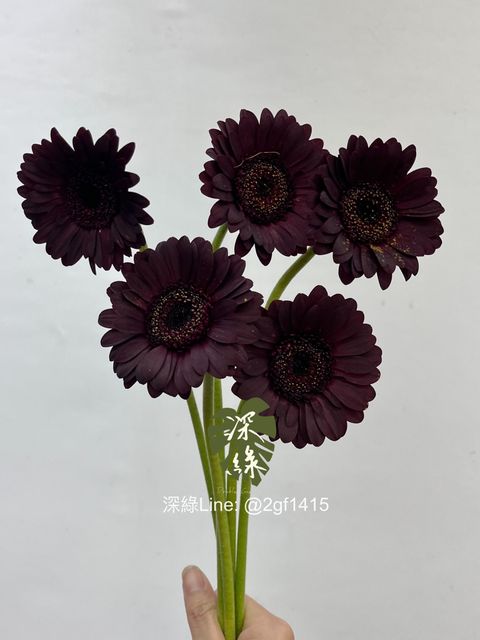 image_282CBB1C-FBF7-4EE9-95A0-B25E70E2F32C_1751342159