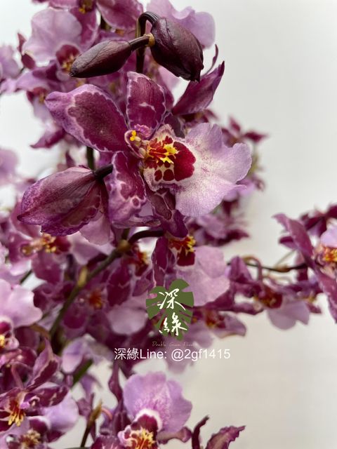 image_C3E5347A-0332-4BA5-919D-69165A01B803_1751343366