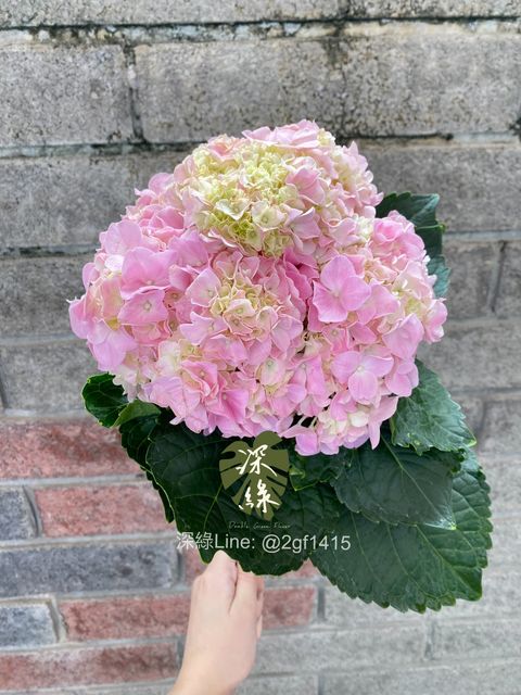 image_24B5A0C4-6B2C-4163-9B50-4F6D42F0D805_1751466654