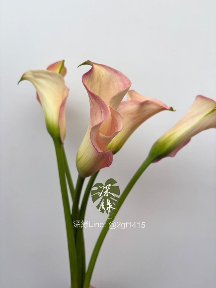 S__39100423_0