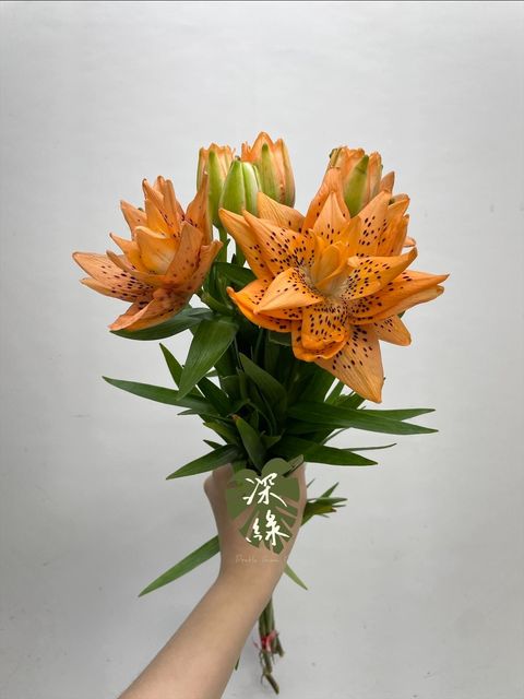 image_C3D18B19-0E1E-49DD-BF09-D4337F3F2A85_1751956192