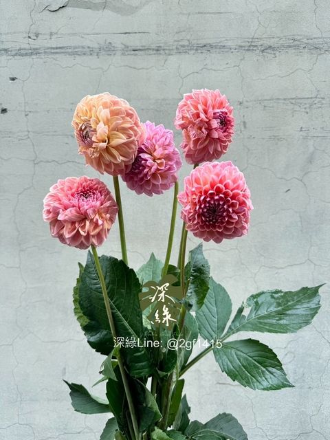 S__26419405