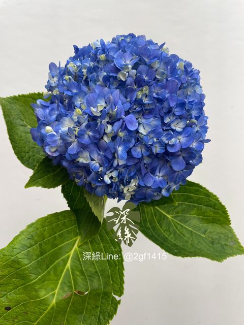 image_C1ECB1D5-1149-42D6-B4D9-FE16FB891569_1752471563