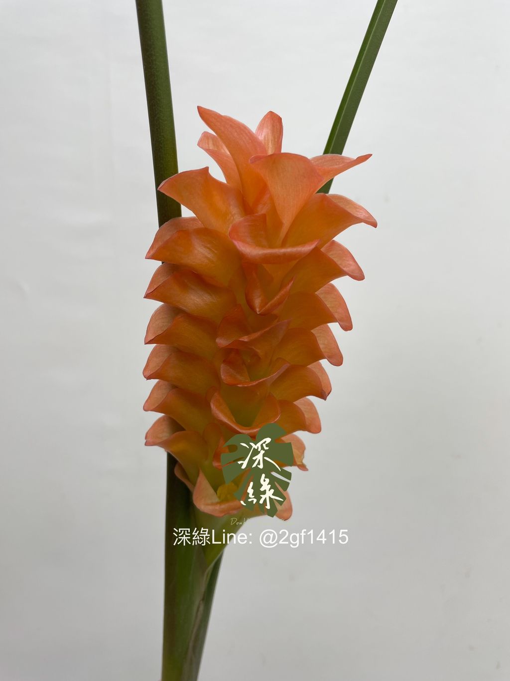 image_8F108F05-3F6E-488B-A395-179197800F40_1752471606