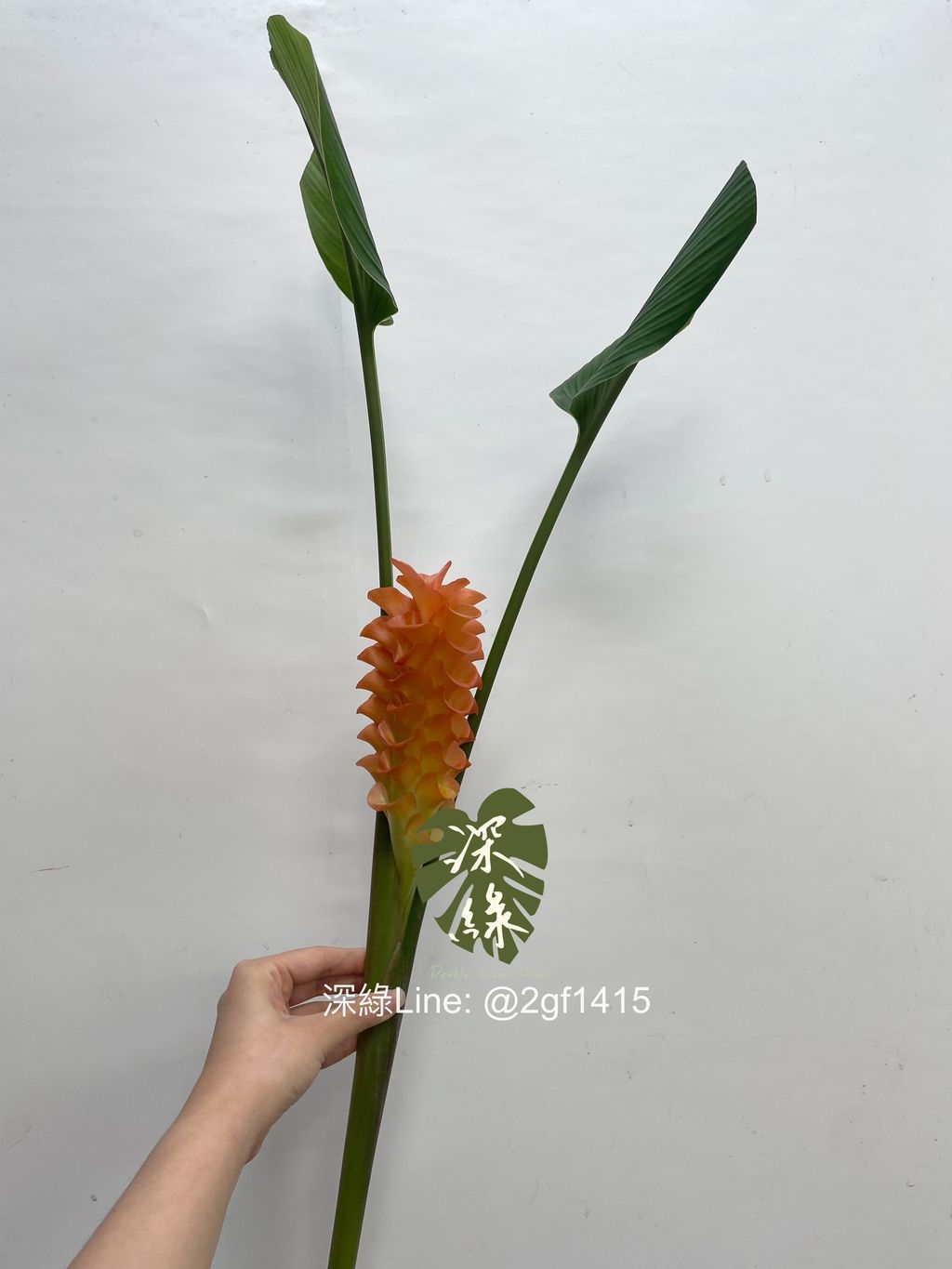 image_6F382397-6ABF-4A6E-BBBC-BC1E9BD6CB16_1752471606