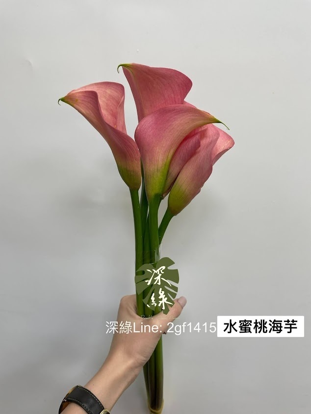 所有商品– 深綠花卉