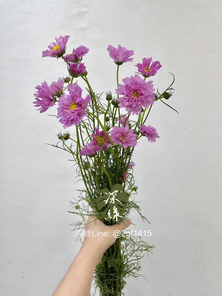 image_DB43AFAE-5A68-4023-A0D1-BBCEE99E26F4_1753236433
