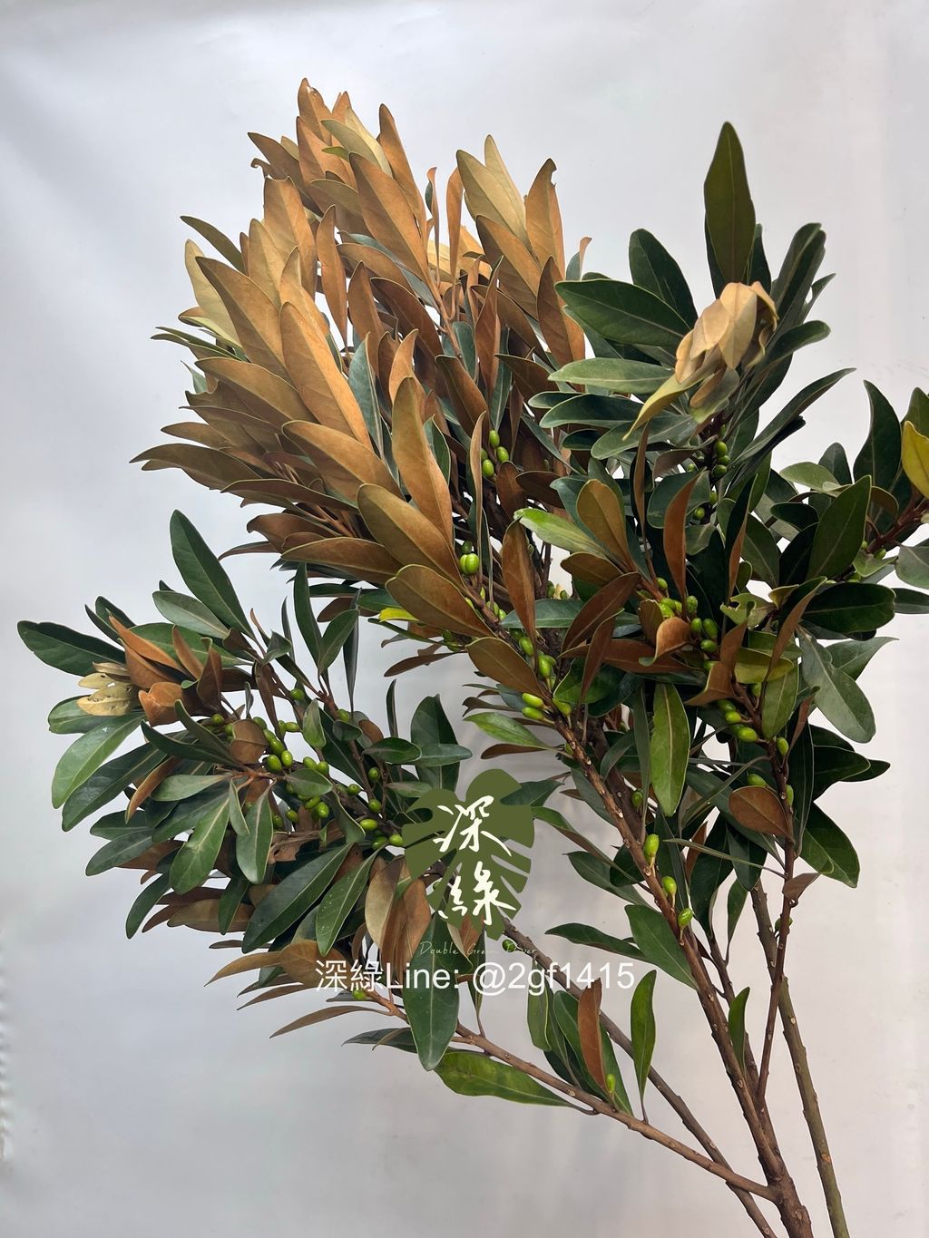 image_60A5159D-8DA8-4D6E-95A3-94652056B4E5_1753264645