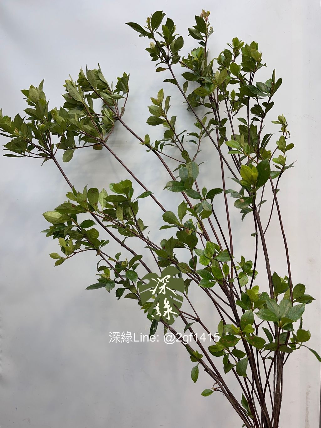 花卉圖60 秋花樱花水彩画. 生殖库存例证. 插画包括有自然, 水彩, 玫瑰花蕾
