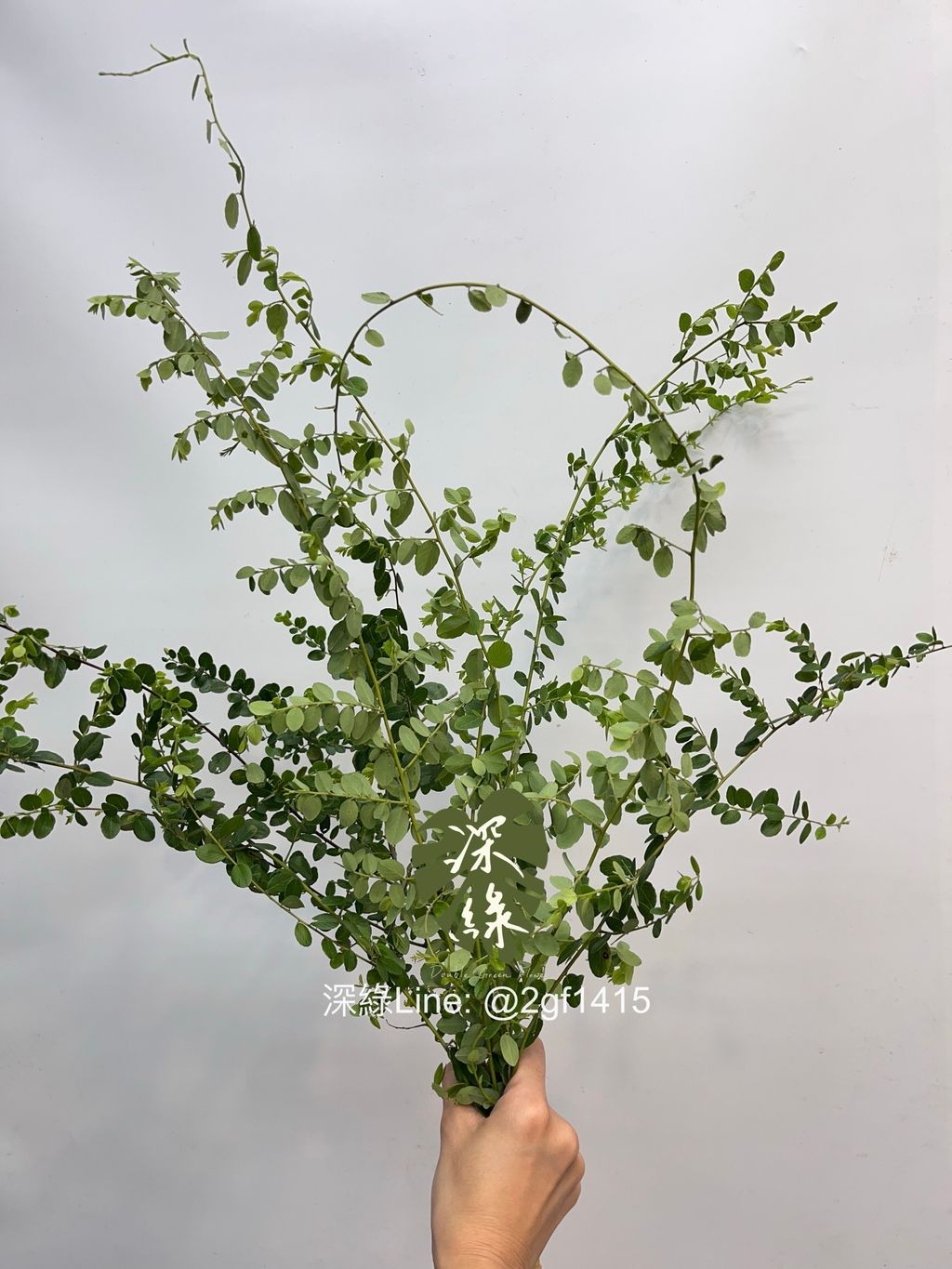 image_F23BA4D3-DC03-4B8E-ABB4-A43EDA392550_1753264809