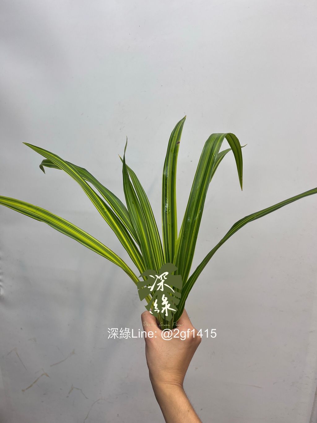 image_73813ABB-17F5-4B37-A3CA-7BCF1906E6E2_1753264863