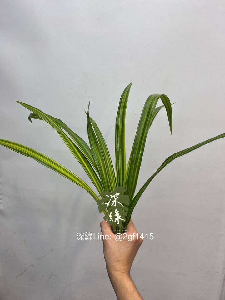image_73813ABB-17F5-4B37-A3CA-7BCF1906E6E2_1753264863