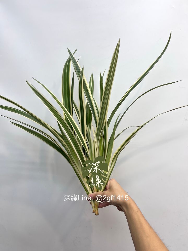 image_5E0A2B54-8B43-4D02-A581-B88F70CF0822_1753264911