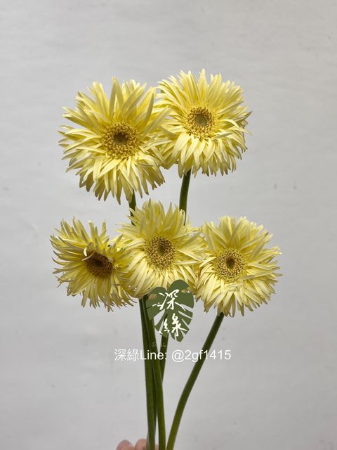 image_4790AC30-6609-4482-9C8D-1933061B97D9_1751342170