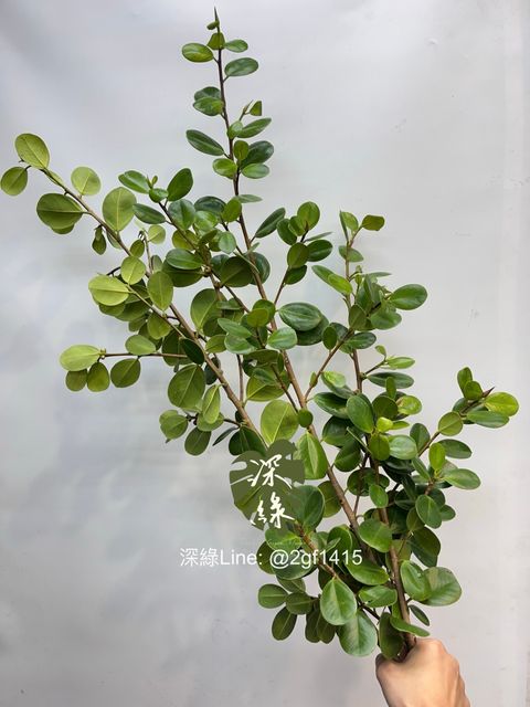 image_5EA8B894-A442-4749-B0F2-D822229DD316_1753264973